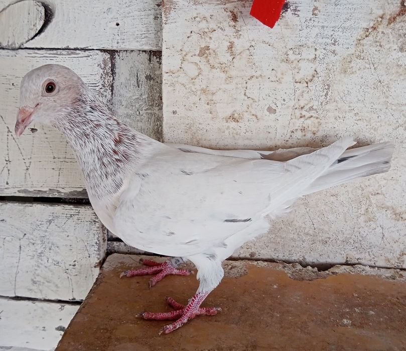 Sprzedam pocztowe kolorowe