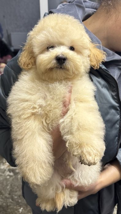 Мальтипу, бишон, тойпудель