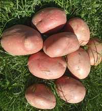 Ziemniaki wiejskie Bryza/Denar/Esmee naturalne "Bio / Ekologiczne"
