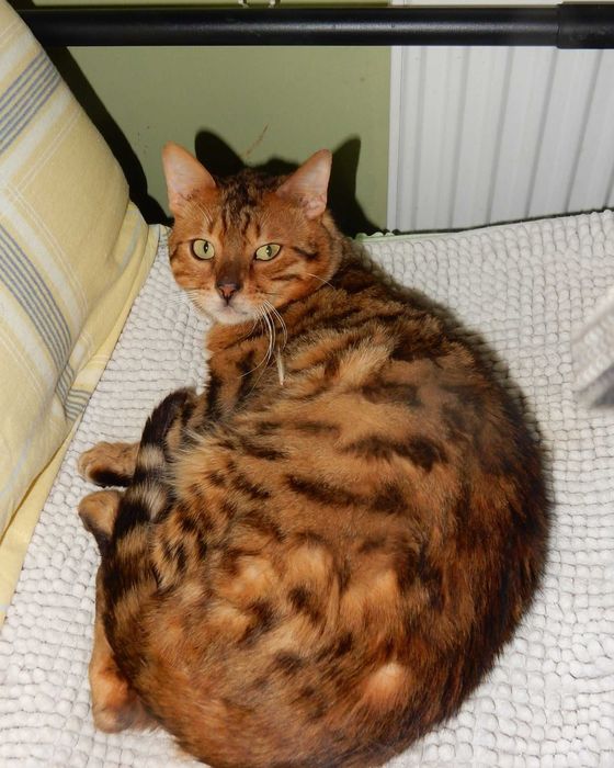 Kot Bengalski grzecznościowo aktualne - porzucony