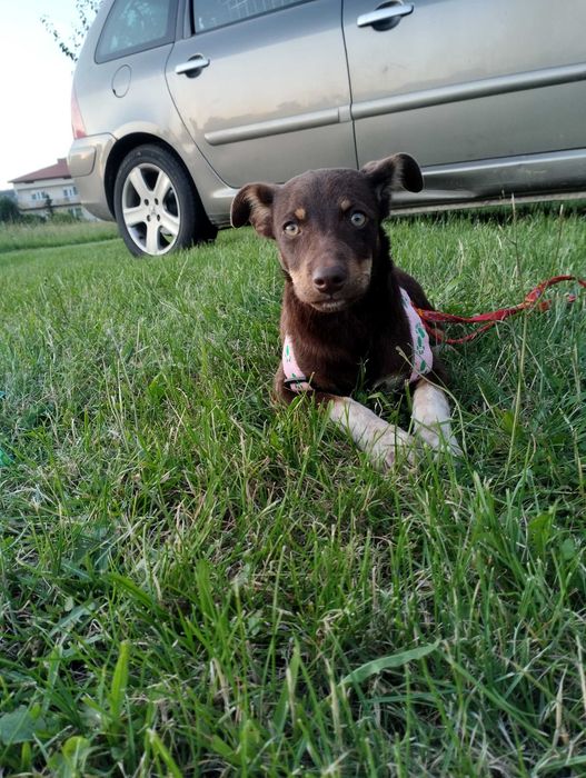 Piesek suczka do adopcji