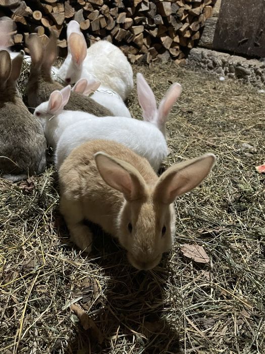 Продаються молоді кролики породи Термон