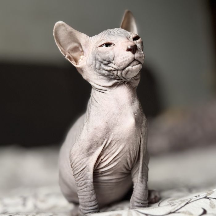 СФІНКСИКИ 1,5 місяці