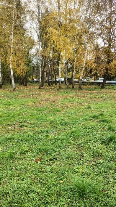 Działka rekreacyjna z księgą wieczystą. W pobliżu krzywy las .