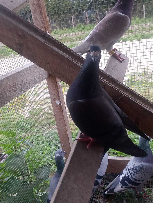 Samice pocztowe z rodowodem