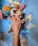 Piesek golddust choco yorkshire terrier WOLNY