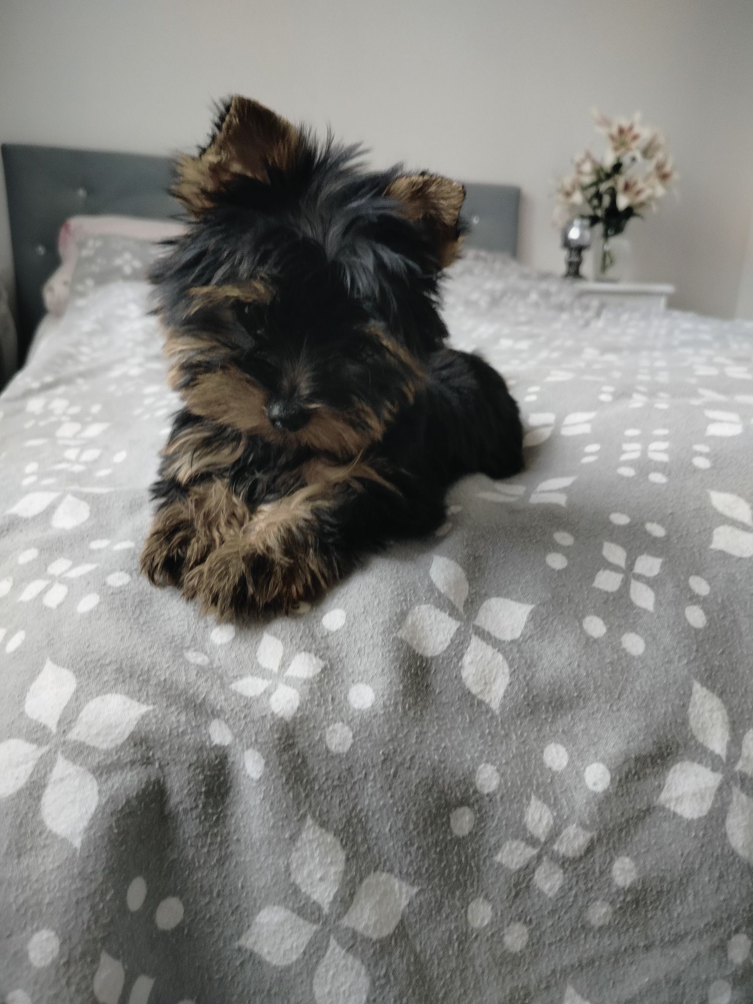 York suczka mini