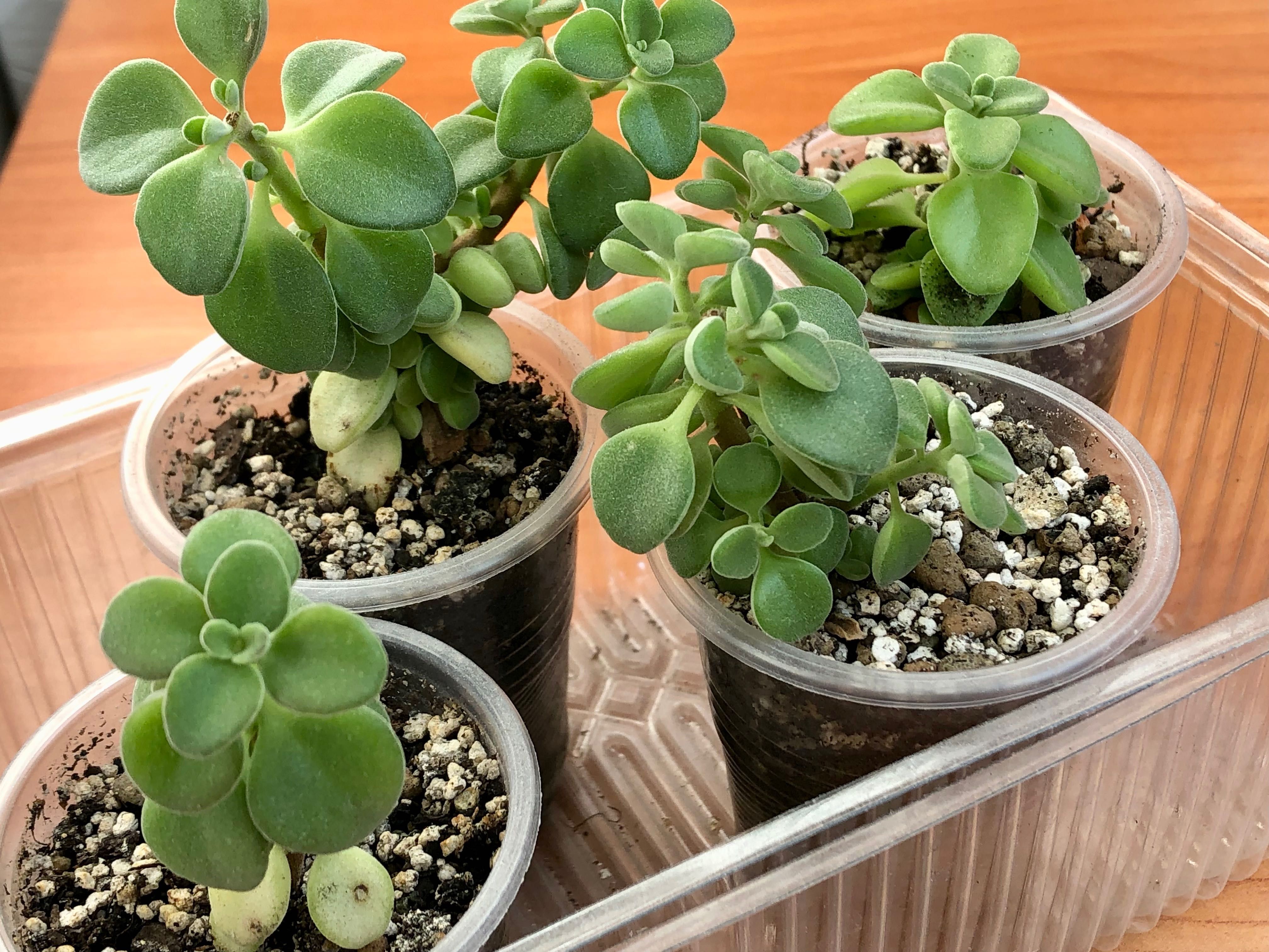Сукулент Plectranthus socotranus