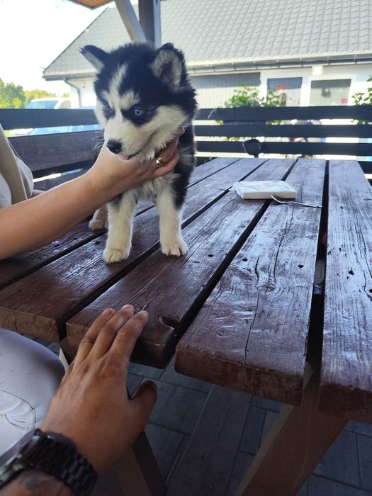 Śliczna suczka Syberian Husky