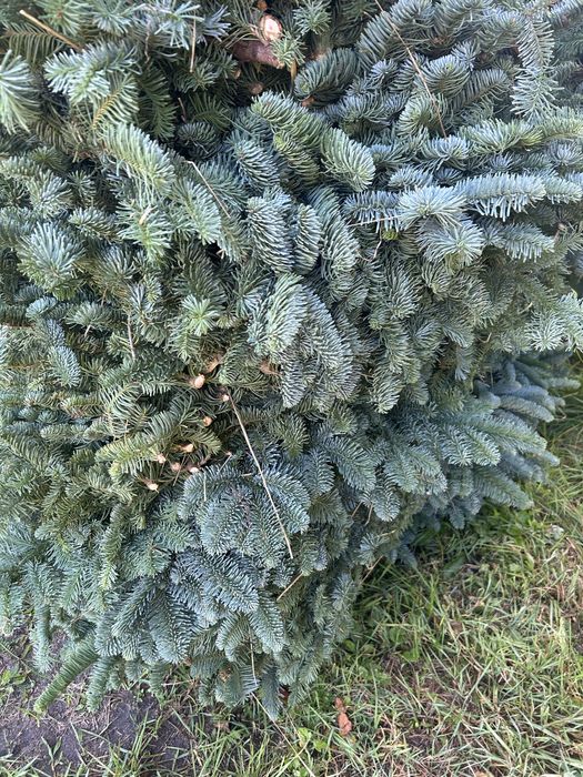 Galezie- NOBILIS- NORDMAN -CHOINKI jodla kaukaska producent -Pomorze