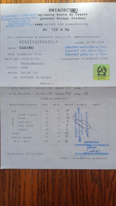 Oferuję do sprzedaży lub zamiany ogiera zimnokrwistego