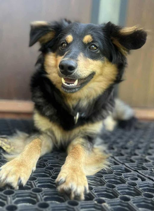 Toro szuka dobrego domu