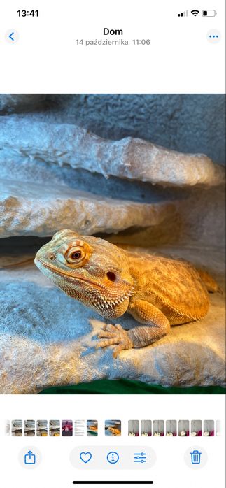 Agama Brodata z terrarium