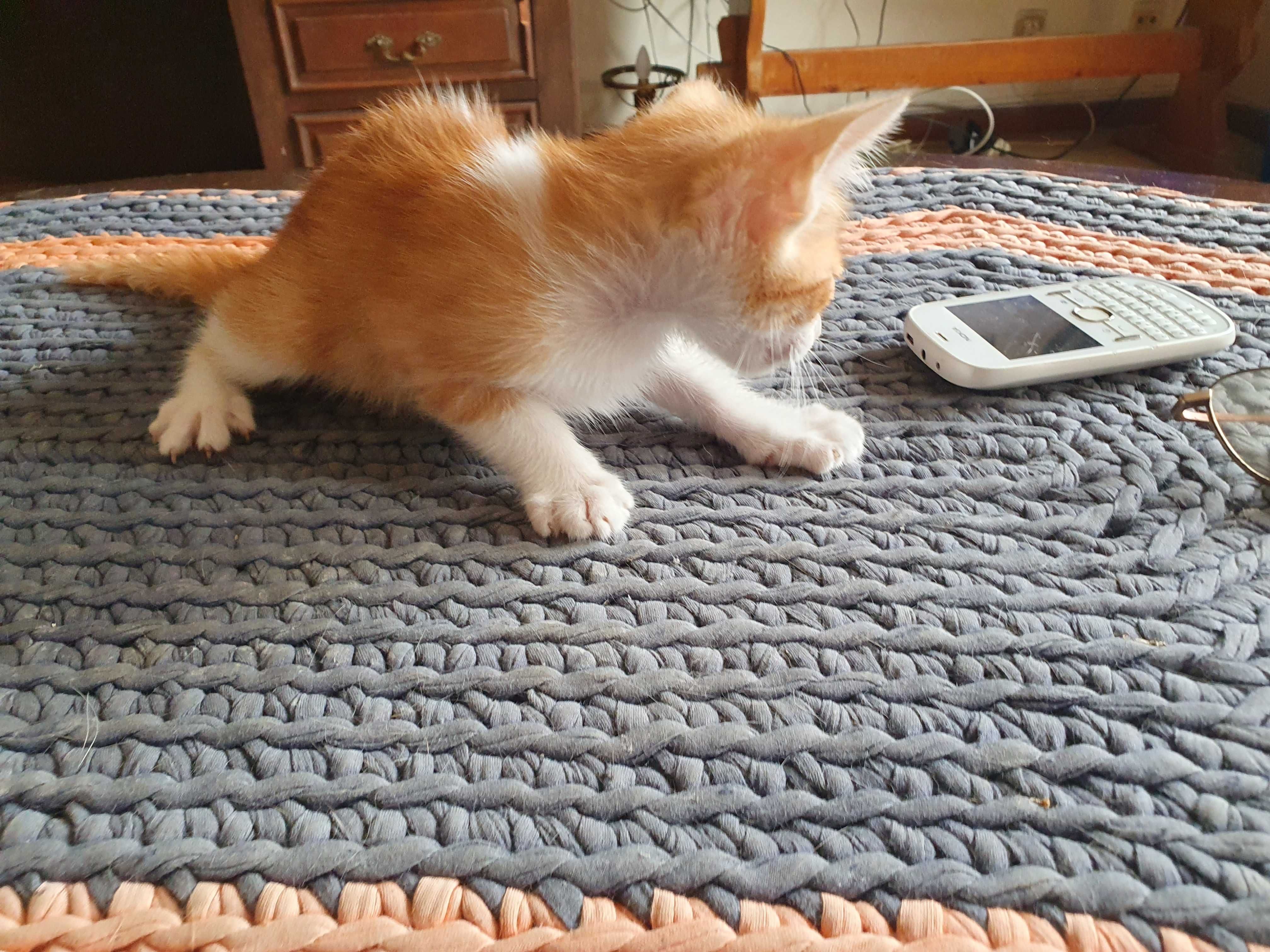 Gatinhos para adopção responsável