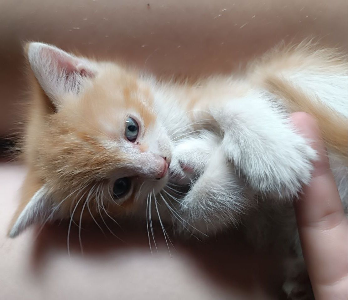 Отдаю в добрые руки рыжих котят