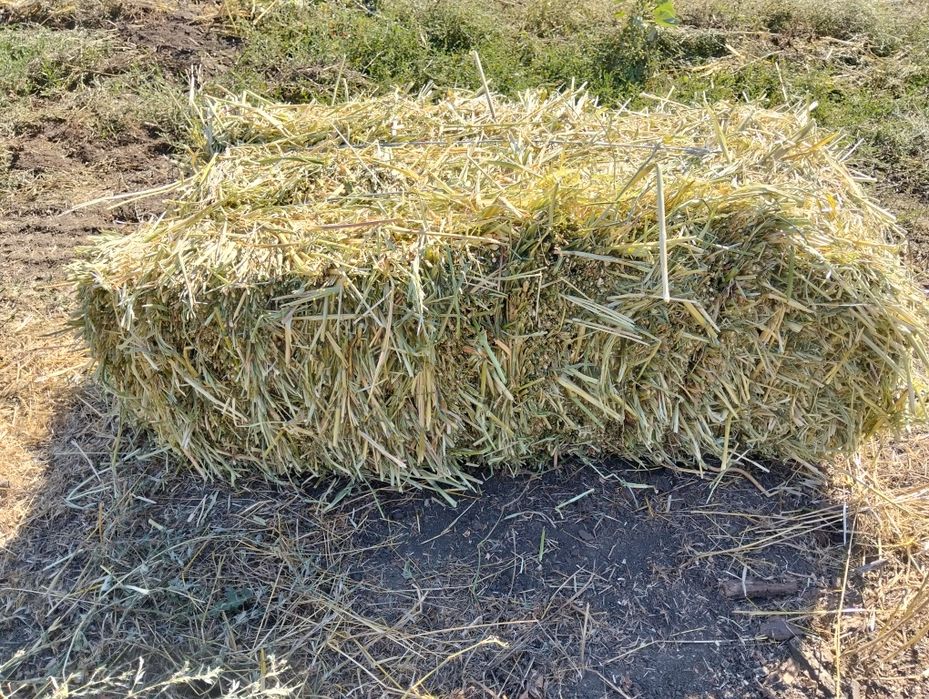Сіно суданки Сіно