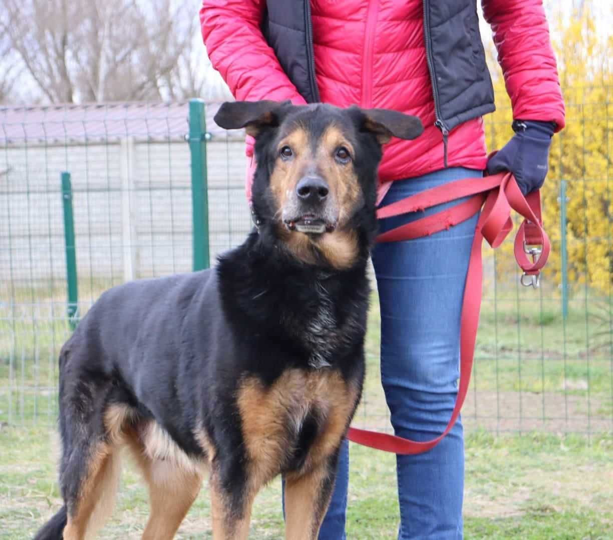 duży, spokojny pies czeka na dom