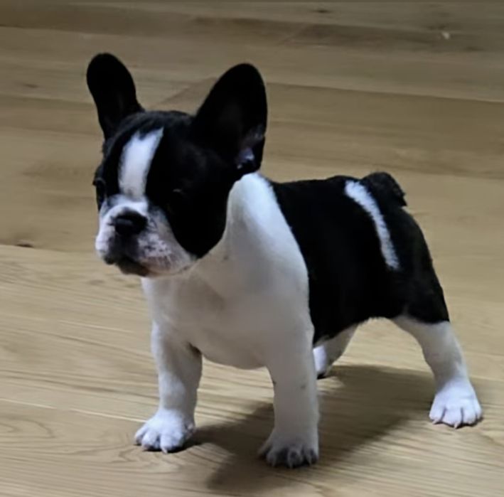 Buldog buldozek Francuski FCI ZkwP