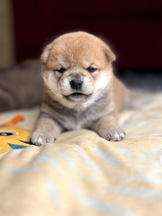 Шиба ину,сиба ину цуценята шиба іну