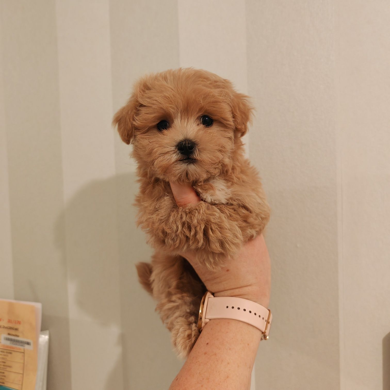 Maltipoo f1  chip paszport wyprawka