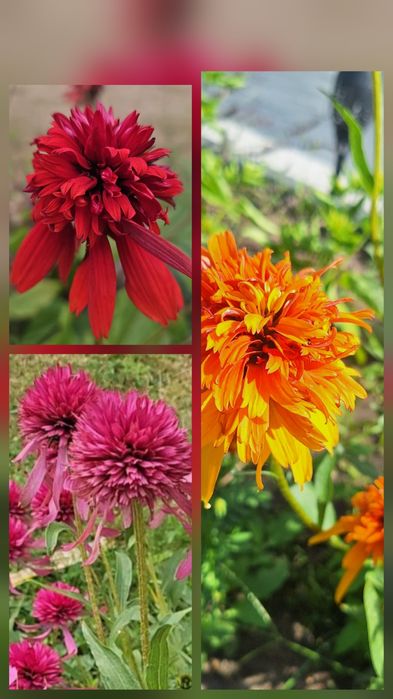 Jeżówka pełna mix, 150 szt nasion. Jeżówki