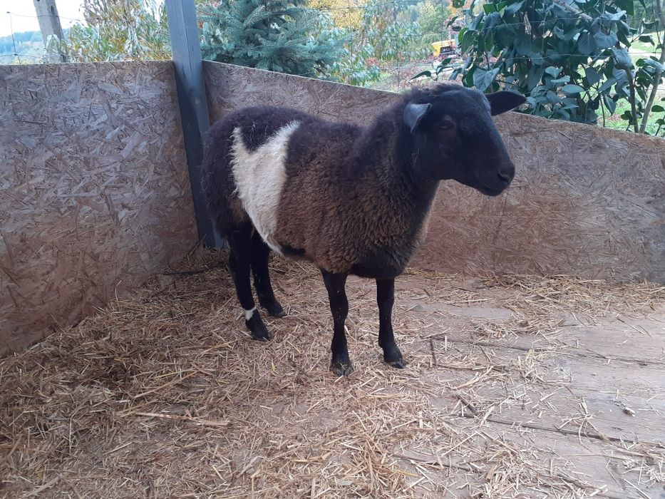 Sprzedam owieczkę 50% Dorper