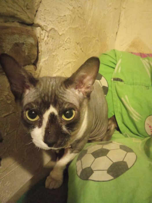 Лексус продам кота