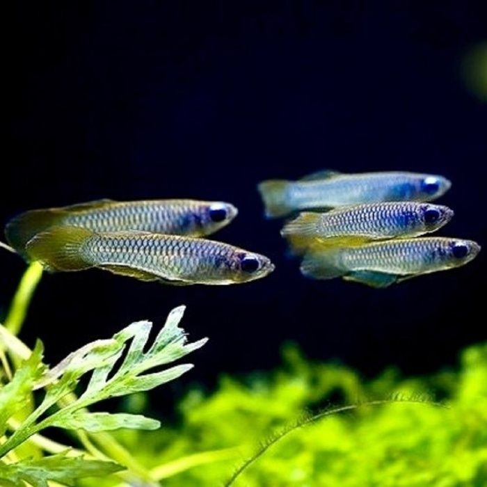 Lśniącooczka Normana - Sklep Zoologiczny