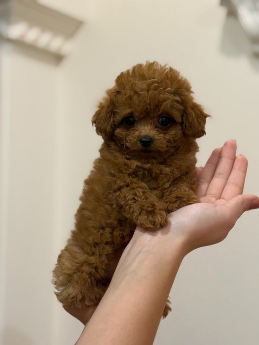 Пудель Той Ред Браун. Киев. Китай