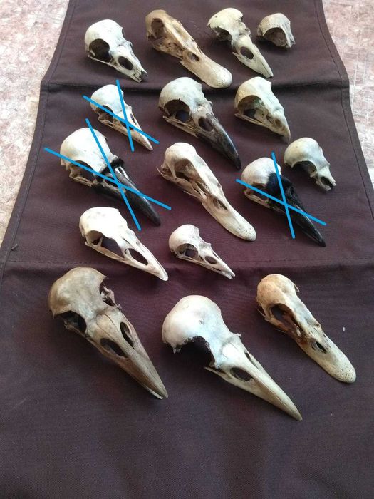 Черепа разных птиц ворон ворона утка канюк (сарич) индюк галка