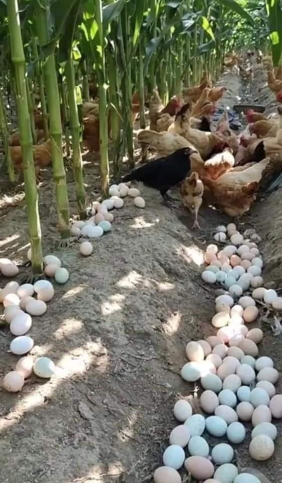 Кольорове яйце для інкубації