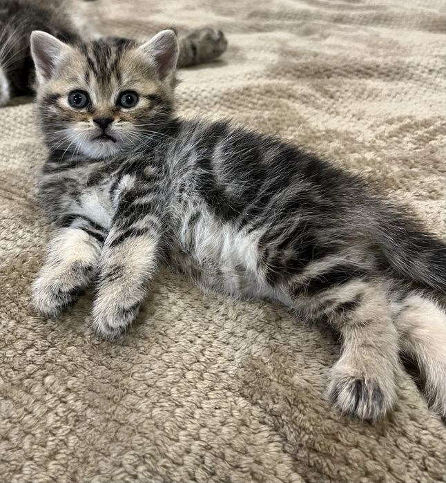 Шотландські кошенята