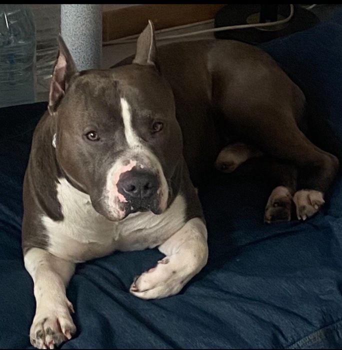 Амстафф голубий для вязки