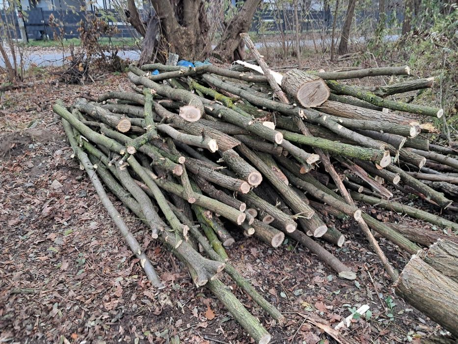 Drewno Akacja opałowa