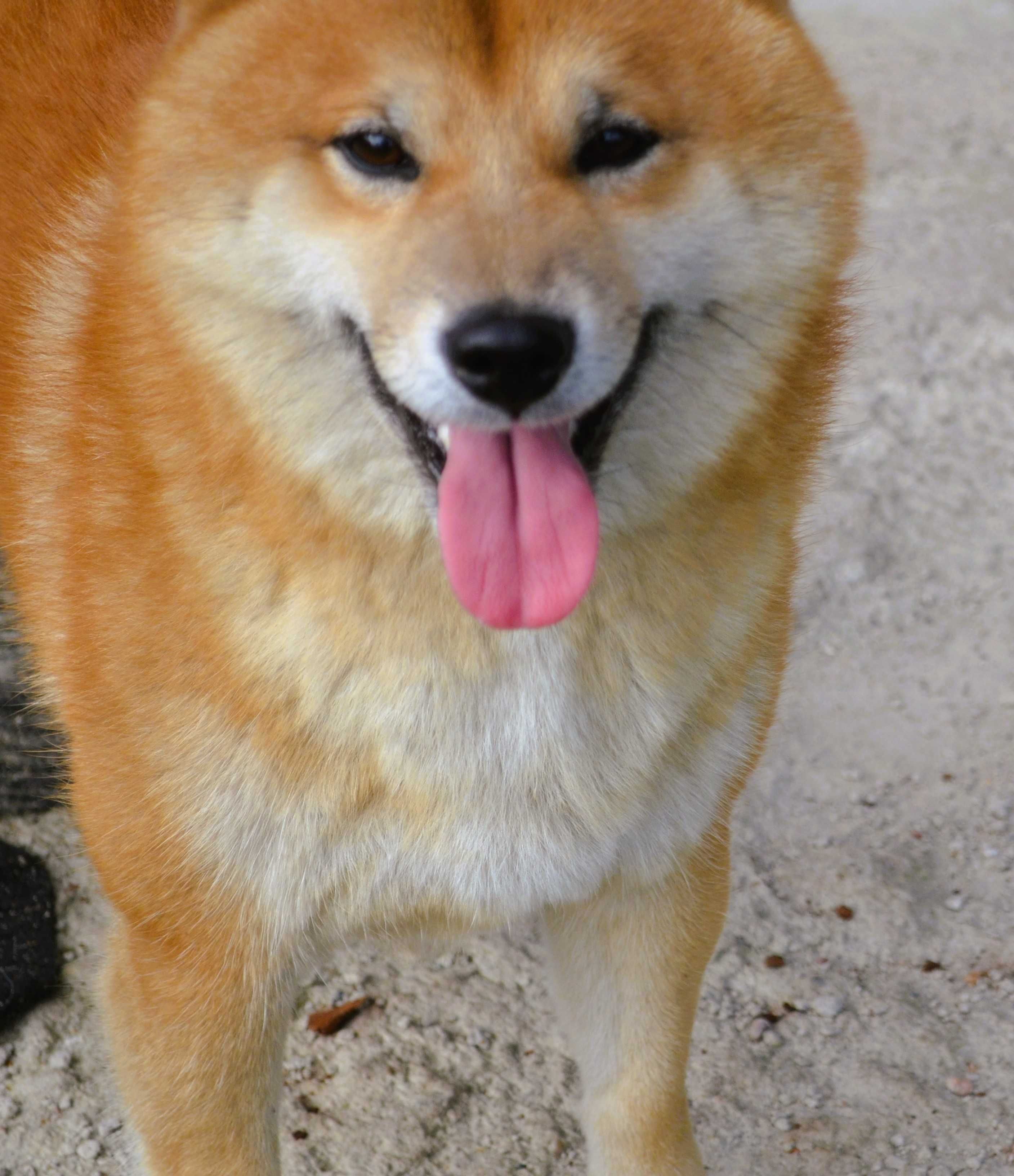 Reproduktor Shiba Inu
