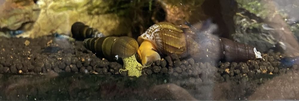 Tylomelania amarelo/laranja