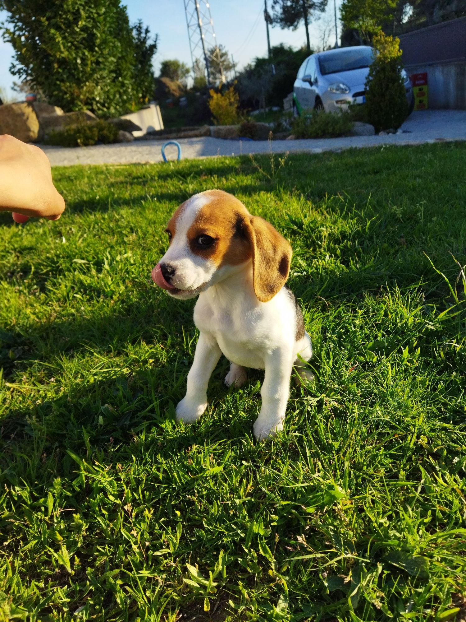 Beagle de boa linhagem