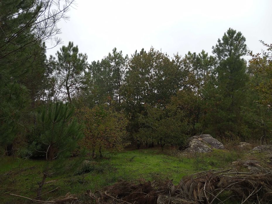 Terreno com pinhal para construção