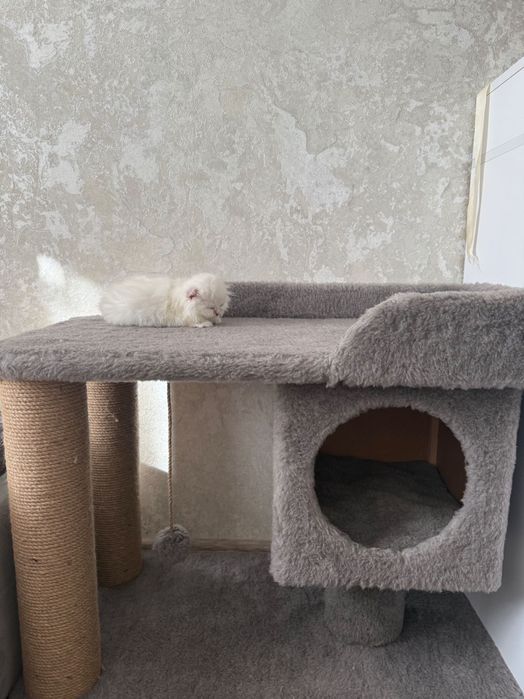 Дівчинка британська шиншила