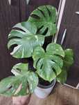 Монстера Тайське сузір'їя, Monstera Thai Constellation variegata