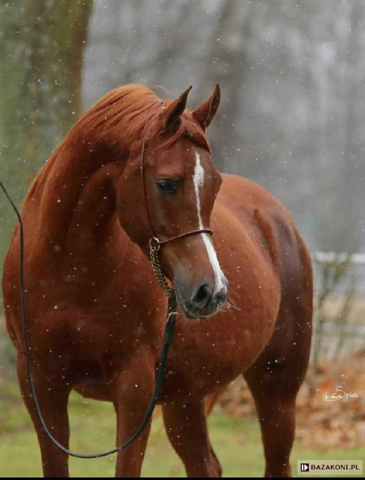 Klacz Arabska czystej krwi Janów Podlaski pokazowa siodło do hodowli