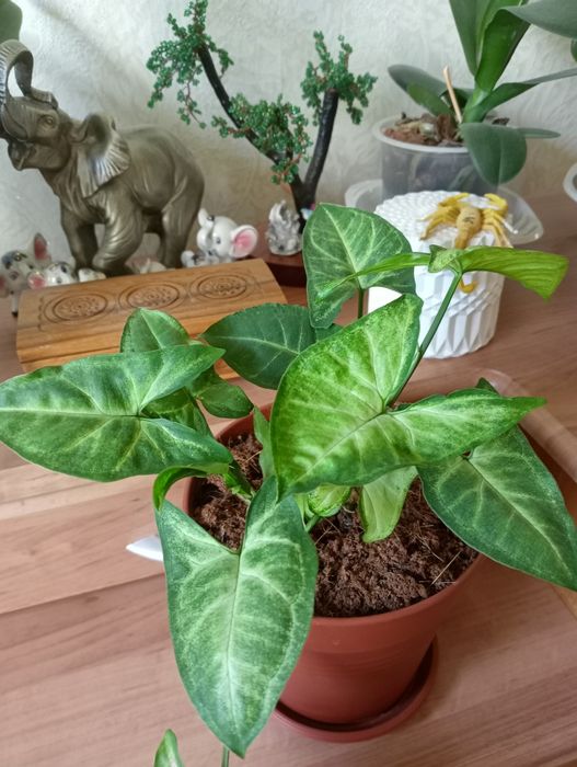 Продам сінгоніум