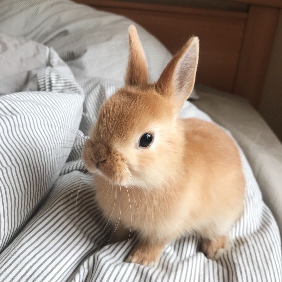 KIT Coelhos anões mini holandês e angorá muito dóceis