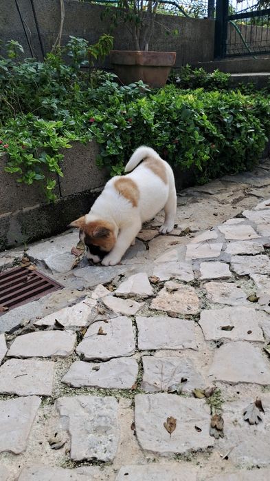 Akita Americano Fêmea máscara