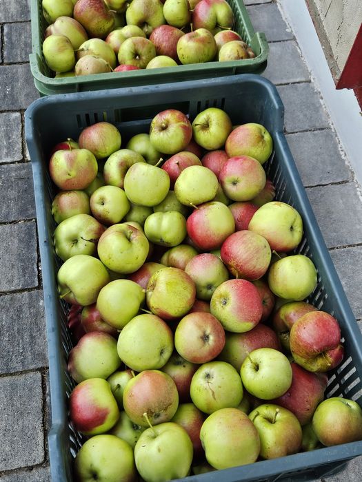 Jabłka zimowe z własnego ogrodu