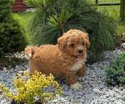 Bichpoo Maltipoo Poochon
