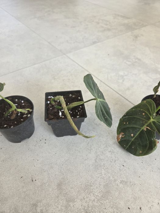 Filodendron melanochrysum ukorzenione