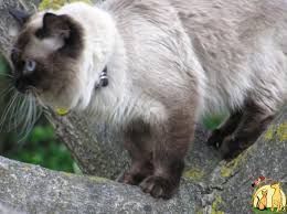 Кот чистокровный невский маскарадный (сибирский колор поинт) Вязка