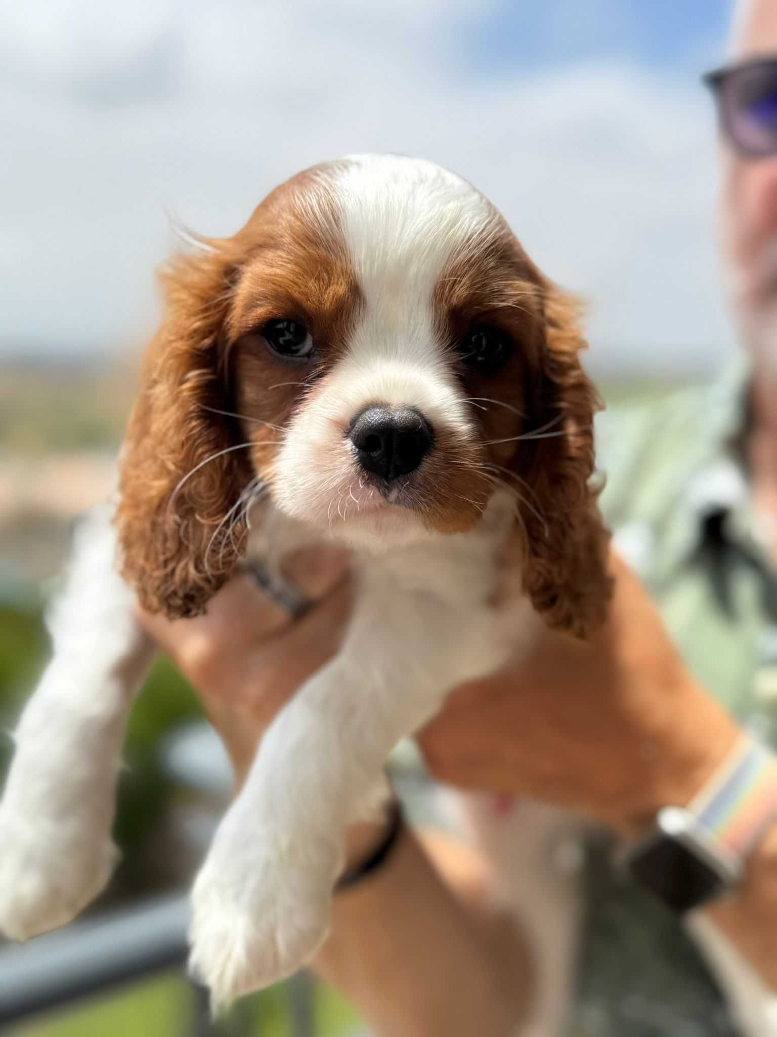 Cavalier King Charles com excelente pedigree