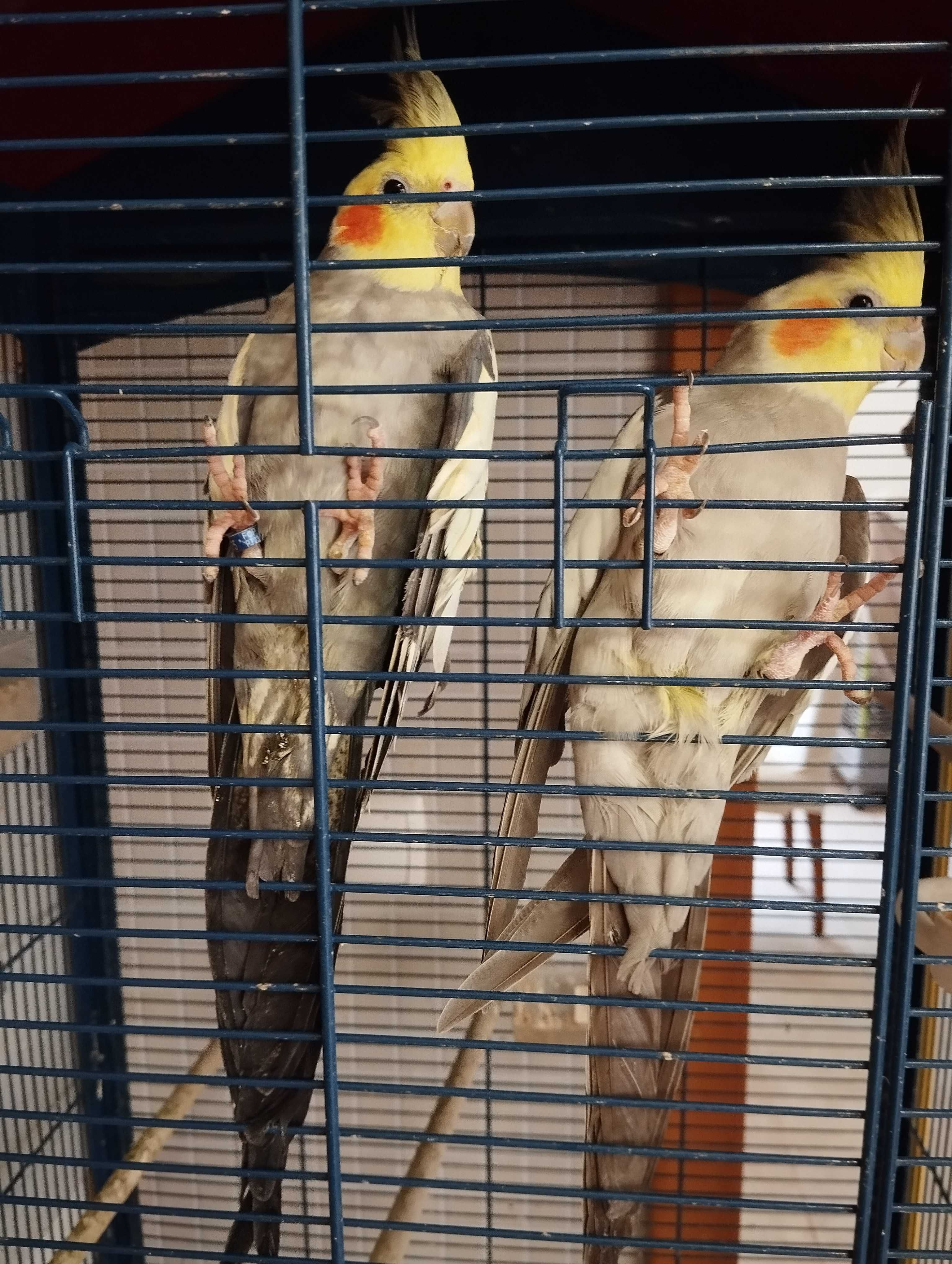 Vendo 2 caturras